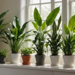 plantes d'intérieur pour le rebord de fenêtre